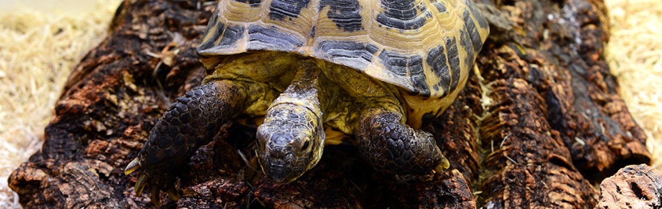 tortoise